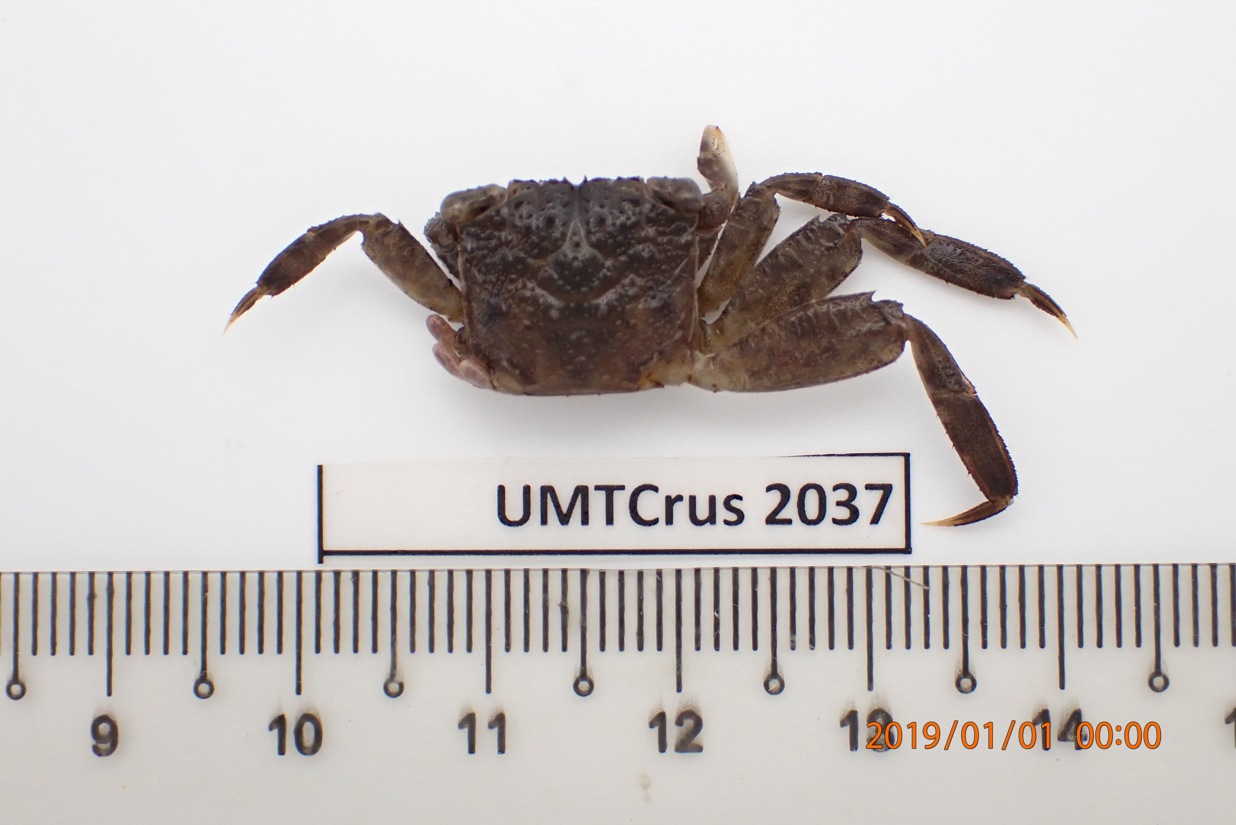 Specimen image
